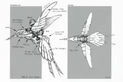 leon-gor-bionicle-gokku01-leongor